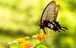 Slideshow header